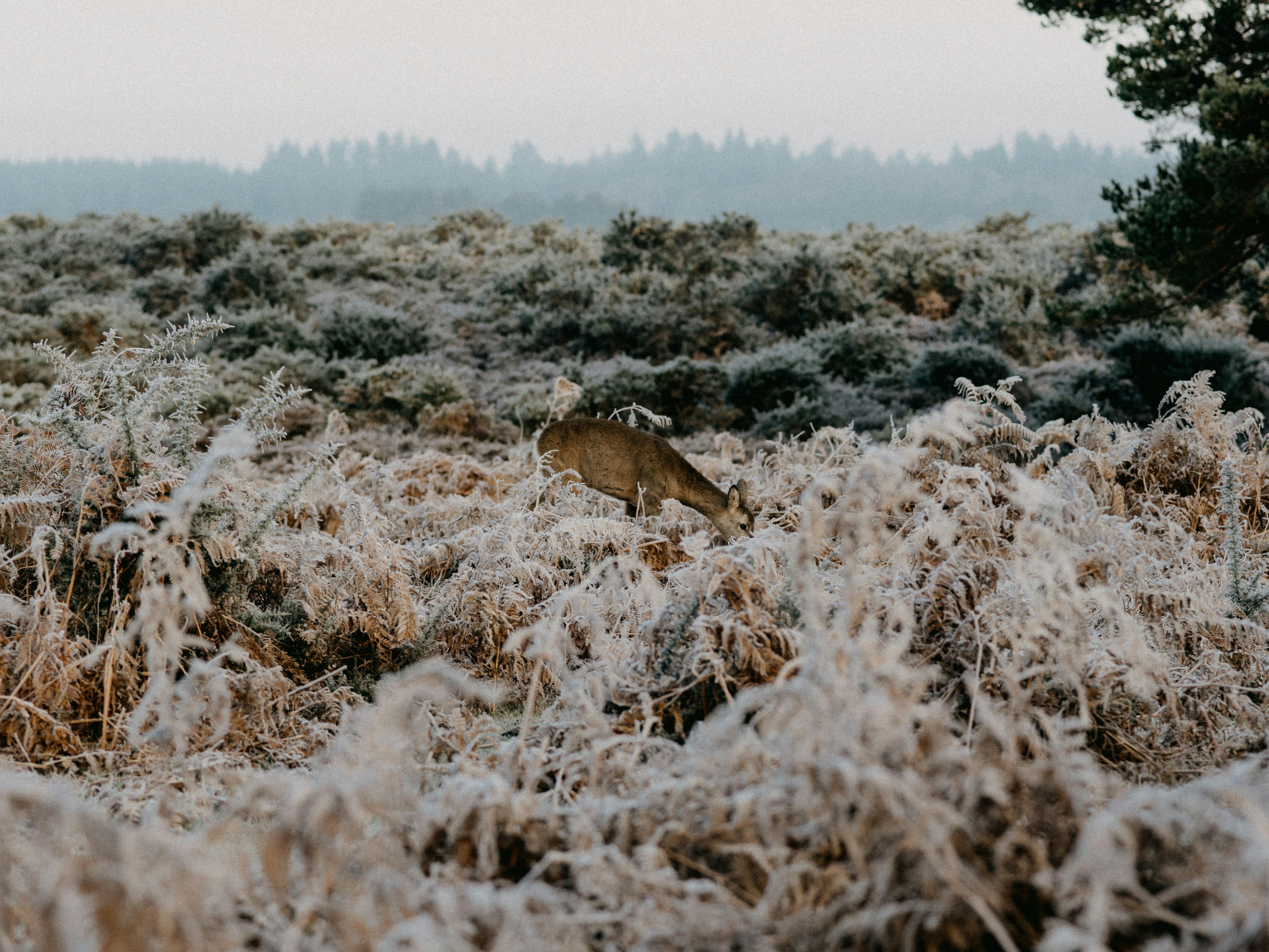 brown bird on brown grass during daytime